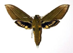  ( - 02-SRNP-9673)  @14 [ ] CreativeCommons - Attribution Non-Commercial Share-Alike (2004) Daniel H. Janzen Guanacaste Dry Forest Conservation Fund