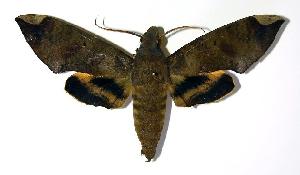  ( - 03-SRNP-20518)  @14 [ ] CreativeCommons - Attribution Non-Commercial Share-Alike (2004) Daniel H. Janzen Guanacaste Dry Forest Conservation Fund