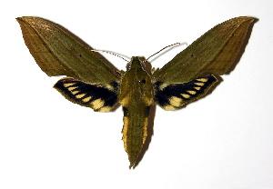  ( - 03-SRNP-22013)  @14 [ ] CreativeCommons - Attribution Non-Commercial Share-Alike (2004) Daniel H. Janzen Guanacaste Dry Forest Conservation Fund