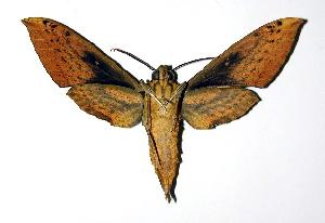  ( - 03-SRNP-22013)  @14 [ ] CreativeCommons - Attribution Non-Commercial Share-Alike (2004) Daniel H. Janzen Guanacaste Dry Forest Conservation Fund