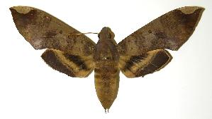  ( - 86-SRNP-90.1)  @14 [ ] CreativeCommons - Attribution Non-Commercial Share-Alike (2005) Daniel H. Janzen Guanacaste Dry Forest Conservation Fund