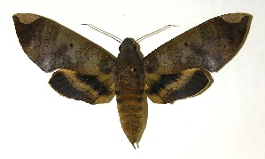  ( - 04-SRNP-24941)  @14 [ ] CreativeCommons - Attribution Non-Commercial Share-Alike (2013) Daniel H. Janzen Guanacaste Dry Forest Conservation Fund