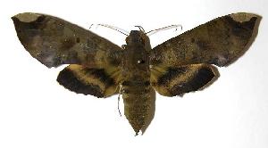  ( - 05-SRNP-18234)  @14 [ ] CreativeCommons - Attribution Non-Commercial Share-Alike (2006) Daniel H. Janzen Guanacaste Dry Forest Conservation Fund