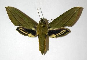  ( - 05-SRNP-35595)  @14 [ ] CreativeCommons - Attribution Non-Commercial Share-Alike (2007) Daniel H. Janzen Guanacaste Dry Forest Conservation Fund