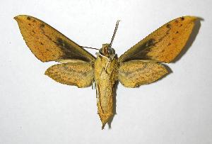  ( - 05-SRNP-35595)  @14 [ ] CreativeCommons - Attribution Non-Commercial Share-Alike (2007) Daniel H. Janzen Guanacaste Dry Forest Conservation Fund