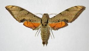  ( - 05-SRNP-4451)  @14 [ ] CreativeCommons - Attribution Non-Commercial Share-Alike (2007) Daniel H. Janzen Guanacaste Dry Forest Conservation Fund