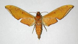  ( - 05-SRNP-4451)  @14 [ ] CreativeCommons - Attribution Non-Commercial Share-Alike (2007) Daniel H. Janzen Guanacaste Dry Forest Conservation Fund