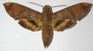  ( - 06-SRNP-15997)  @14 [ ] CreativeCommons - Attribution Non-Commercial Share-Alike (2013) Daniel H. Janzen Guanacaste Dry Forest Conservation Fund