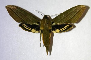  ( - 06-SRNP-35393)  @14 [ ] CreativeCommons - Attribution Non-Commercial Share-Alike (2007) Daniel H. Janzen Guanacaste Dry Forest Conservation Fund