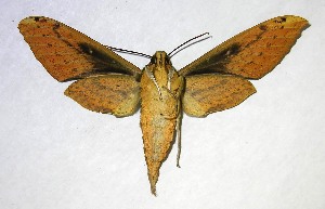  ( - 06-SRNP-35393)  @14 [ ] CreativeCommons - Attribution Non-Commercial Share-Alike (2007) Daniel H. Janzen Guanacaste Dry Forest Conservation Fund