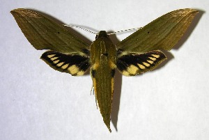  ( - 06-SRNP-35432)  @14 [ ] CreativeCommons - Attribution Non-Commercial Share-Alike (2007) Daniel H. Janzen Guanacaste Dry Forest Conservation Fund