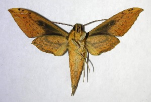  ( - 06-SRNP-35432)  @14 [ ] CreativeCommons - Attribution Non-Commercial Share-Alike (2007) Daniel H. Janzen Guanacaste Dry Forest Conservation Fund