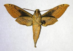  ( - 06-SRNP-35434)  @14 [ ] CreativeCommons - Attribution Non-Commercial Share-Alike (2007) Daniel H. Janzen Guanacaste Dry Forest Conservation Fund