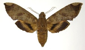  ( - 86-SRNP-215)  @14 [ ] CreativeCommons - Attribution Non-Commercial Share-Alike (2005) Daniel H. Janzen Guanacaste Dry Forest Conservation Fund