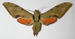  ( - 04-SRNP-35970)  @14 [ ] CreativeCommons - Attribution Non-Commercial Share-Alike (2013) Daniel H. Janzen Guanacaste Dry Forest Conservation Fund