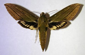  ( - 06-SRNP-35389)  @14 [ ] CreativeCommons - Attribution Non-Commercial Share-Alike (2007) Daniel H. Janzen Guanacaste Dry Forest Conservation Fund