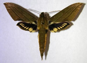  ( - 06-SRNP-35394)  @14 [ ] CreativeCommons - Attribution Non-Commercial Share-Alike (2007) Daniel H. Janzen Guanacaste Dry Forest Conservation Fund