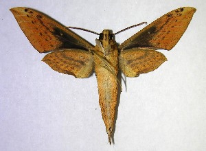  ( - 06-SRNP-35394)  @14 [ ] CreativeCommons - Attribution Non-Commercial Share-Alike (2007) Daniel H. Janzen Guanacaste Dry Forest Conservation Fund