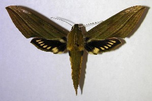  ( - 06-SRNP-35431)  @14 [ ] CreativeCommons - Attribution Non-Commercial Share-Alike (2007) Daniel H. Janzen Guanacaste Dry Forest Conservation Fund