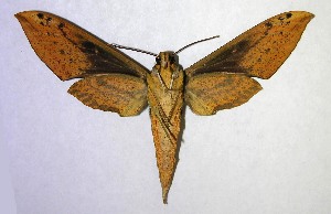  ( - 06-SRNP-35431)  @14 [ ] CreativeCommons - Attribution Non-Commercial Share-Alike (2007) Daniel H. Janzen Guanacaste Dry Forest Conservation Fund