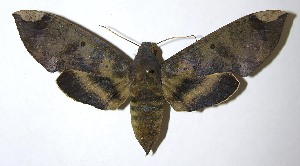  ( - 07-SRNP-3340)  @14 [ ] CreativeCommons - Attribution Non-Commercial Share-Alike (2008) Daniel H. Janzen Guanacaste Dry Forest Conservation Fund