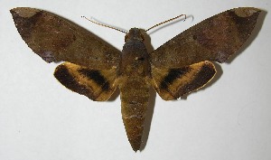  ( - 07-SRNP-3408)  @14 [ ] CreativeCommons - Attribution Non-Commercial Share-Alike (2013) Daniel H. Janzen Guanacaste Dry Forest Conservation Fund