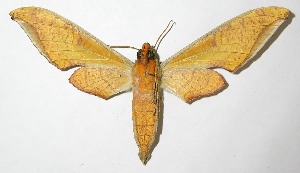  ( - 08-SRNP-31338)  @14 [ ] CreativeCommons - Attribution Non-Commercial Share-Alike (2010) Daniel H. Janzen Guanacaste Dry Forest Conservation Fund