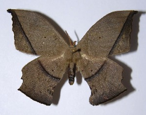  (Oxytenis beprea - 04-SRNP-35991)  @15 [ ] CreativeCommons - Attribution Non-Commercial Share-Alike (2013) Daniel H. Janzen Guanacaste Dry Forest Conservation Fund