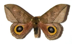  ( - 05-SRNP-15981)  @14 [ ] CreativeCommons - Attribution Non-Commercial Share-Alike (2013) Daniel H. Janzen Guanacaste Dry Forest Conservation Fund