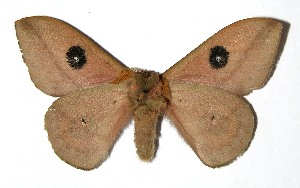  ( - 05-SRNP-15981)  @14 [ ] CreativeCommons - Attribution Non-Commercial Share-Alike (2013) Daniel H. Janzen Guanacaste Dry Forest Conservation Fund