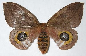  ( - 05-SRNP-48647)  @14 [ ] CreativeCommons - Attribution Non-Commercial Share-Alike (2006) Daniel H. Janzen Guanacaste Dry Forest Conservation Fund