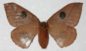  ( - 05-SRNP-48925)  @14 [ ] CreativeCommons - Attribution Non-Commercial Share-Alike (2006) Daniel H. Janzen Guanacaste Dry Forest Conservation Fund