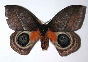  ( - 05-SRNP-5482)  @11 [ ] CreativeCommons - Attribution Non-Commercial Share-Alike (2013) Daniel H. Janzen Guanacaste Dry Forest Conservation Fund