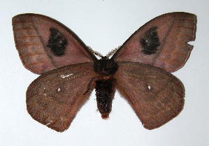  ( - 05-SRNP-5482)  @11 [ ] CreativeCommons - Attribution Non-Commercial Share-Alike (2013) Daniel H. Janzen Guanacaste Dry Forest Conservation Fund