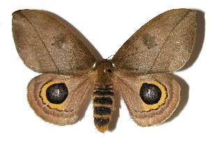  ( - 05-SRNP-58305)  @14 [ ] CreativeCommons - Attribution Non-Commercial Share-Alike (2013) Daniel H. Janzen Guanacaste Dry Forest Conservation Fund