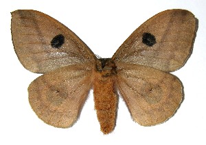  ( - 05-SRNP-58305)  @14 [ ] CreativeCommons - Attribution Non-Commercial Share-Alike (2013) Daniel H. Janzen Guanacaste Dry Forest Conservation Fund