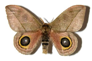  ( - 05-SRNP-59023)  @14 [ ] CreativeCommons - Attribution Non-Commercial Share-Alike (2013) Daniel H. Janzen Guanacaste Dry Forest Conservation Fund