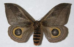  ( - 05-SRNP-62483)  @14 [ ] CreativeCommons - Attribution Non-Commercial Share-Alike (2006) Daniel H. Janzen Guanacaste Dry Forest Conservation Fund