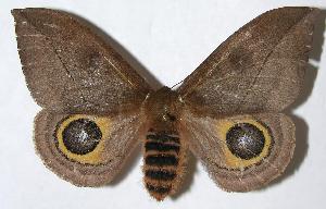  ( - 05-SRNP-62495)  @14 [ ] CreativeCommons - Attribution Non-Commercial Share-Alike (2006) Daniel H. Janzen Guanacaste Dry Forest Conservation Fund