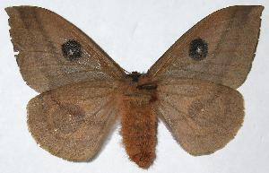  ( - 05-SRNP-62495)  @14 [ ] CreativeCommons - Attribution Non-Commercial Share-Alike (2006) Daniel H. Janzen Guanacaste Dry Forest Conservation Fund