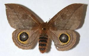  ( - 05-SRNP-62509)  @14 [ ] CreativeCommons - Attribution Non-Commercial Share-Alike (2006) Daniel H. Janzen Guanacaste Dry Forest Conservation Fund