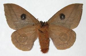  ( - 05-SRNP-62509)  @14 [ ] CreativeCommons - Attribution Non-Commercial Share-Alike (2006) Daniel H. Janzen Guanacaste Dry Forest Conservation Fund