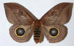  ( - 05-SRNP-62522)  @14 [ ] CreativeCommons - Attribution Non-Commercial Share-Alike (2006) Daniel H. Janzen Guanacaste Dry Forest Conservation Fund