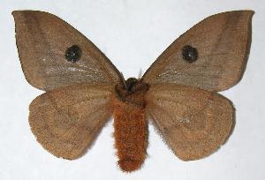  ( - 05-SRNP-62523)  @14 [ ] CreativeCommons - Attribution Non-Commercial Share-Alike (2006) Daniel H. Janzen Guanacaste Dry Forest Conservation Fund