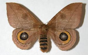  ( - 05-SRNP-62577)  @14 [ ] CreativeCommons - Attribution Non-Commercial Share-Alike (2006) Daniel H. Janzen Guanacaste Dry Forest Conservation Fund