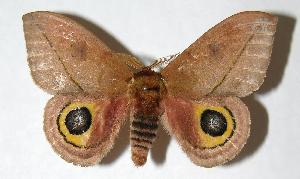  ( - 05-SRNP-63098)  @14 [ ] CreativeCommons - Attribution Non-Commercial Share-Alike (2006) Daniel H. Janzen Guanacaste Dry Forest Conservation Fund
