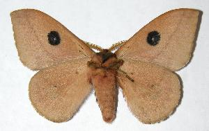  ( - 05-SRNP-63098)  @14 [ ] CreativeCommons - Attribution Non-Commercial Share-Alike (2006) Daniel H. Janzen Guanacaste Dry Forest Conservation Fund