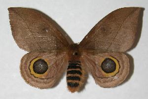  ( - 05-SRNP-63584)  @14 [ ] CreativeCommons - Attribution Non-Commercial Share-Alike (2006) Daniel H. Janzen Guanacaste Dry Forest Conservation Fund