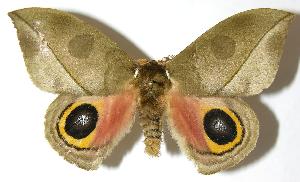  ( - 05-SRNP-6922)  @14 [ ] CreativeCommons - Attribution Non-Commercial Share-Alike (2006) Daniel H. Janzen Guanacaste Dry Forest Conservation Fund