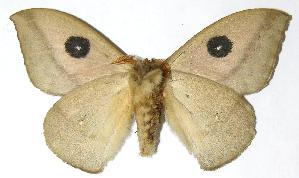  ( - 05-SRNP-6922)  @14 [ ] CreativeCommons - Attribution Non-Commercial Share-Alike (2006) Daniel H. Janzen Guanacaste Dry Forest Conservation Fund